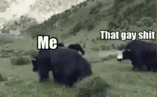 Gayshit Bear