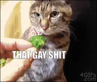 Gayshit Cat