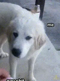 Gayshit Dog