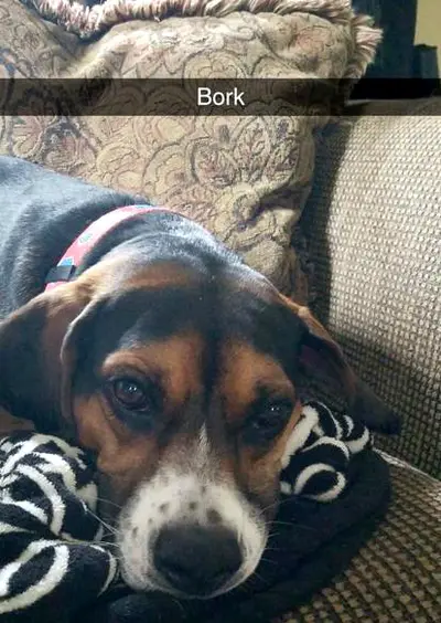 Bork