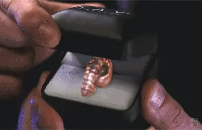 Penis 6