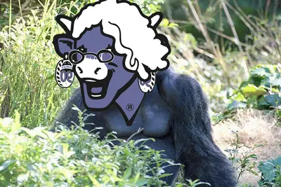 Cow