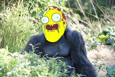 Taco