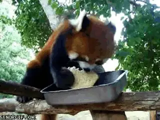 giphy-2