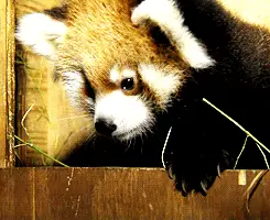 Redpanda1