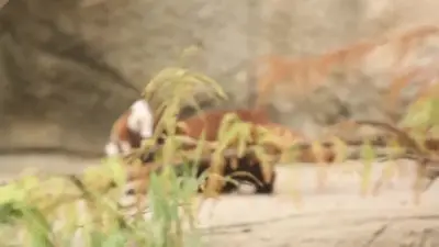Redpanda2