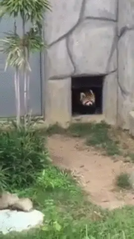Redpanda3
