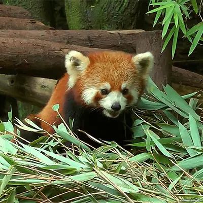 Redpanda4