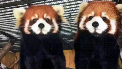 Redpanda5