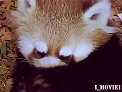 Redpanda7