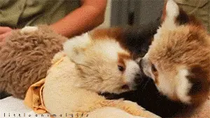 Redpanda8