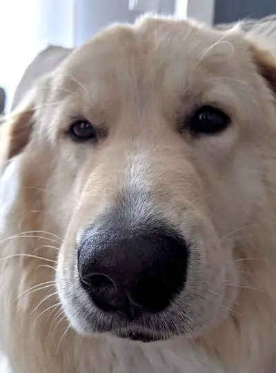 Bigboopfrompizza