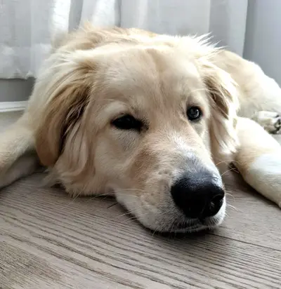Bitsleepy