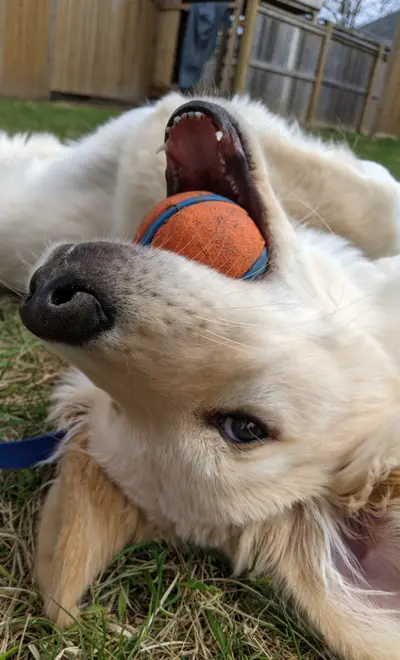 Bol