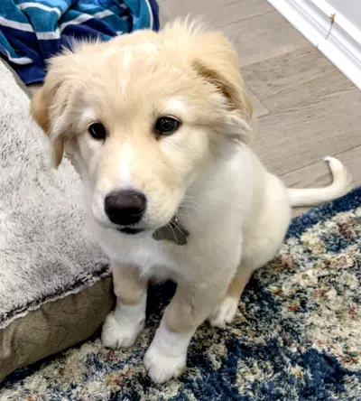 Boopabol1