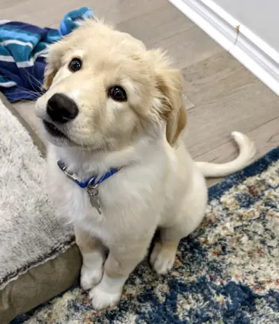 Boopabol2