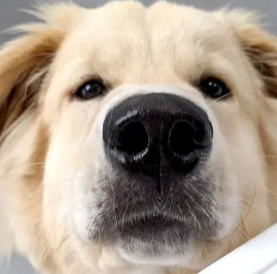 Boopnose