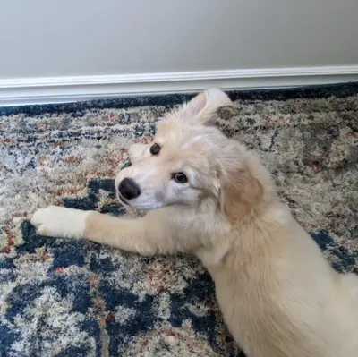 Carpet