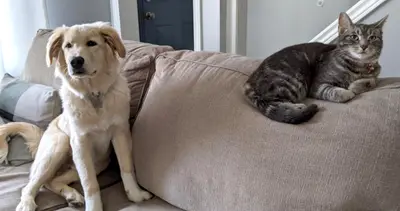 Catcouch