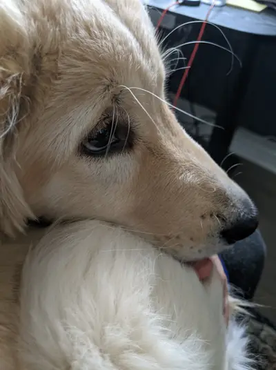Closeup