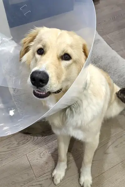 Cone