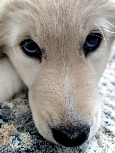 Eyes2