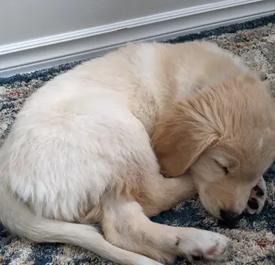 Floofbol