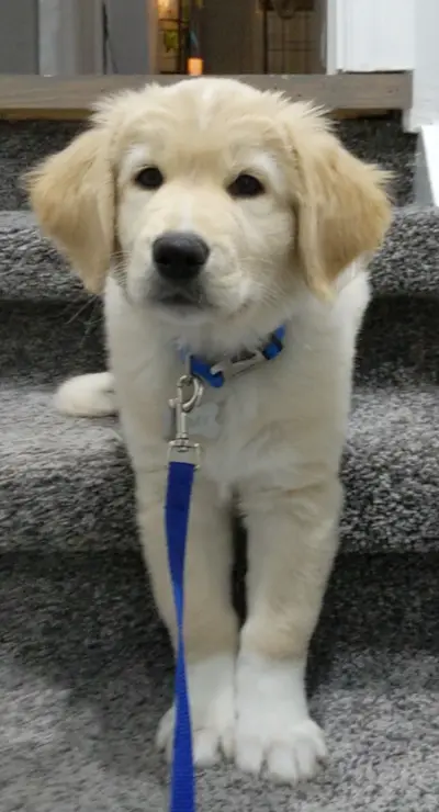 Floofed
