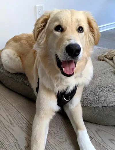 Happiboi