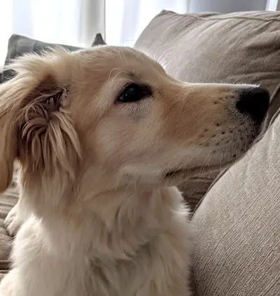 Headshot
