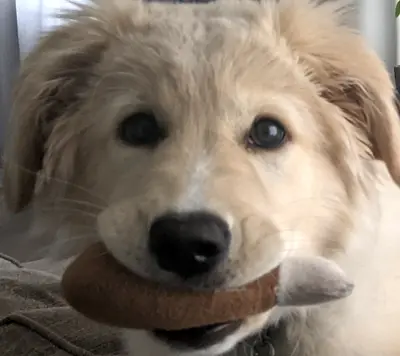 Meatmouth2