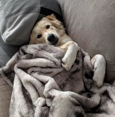 Midday Couch Nap
