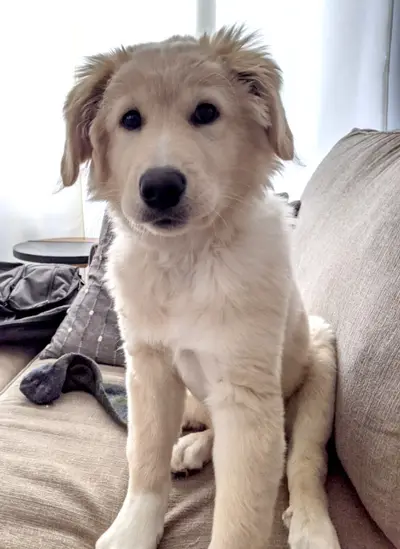 Morninghair
