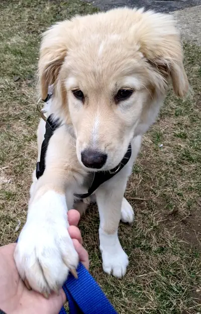 Paw