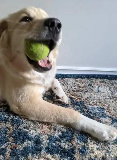 Pepperpooper
