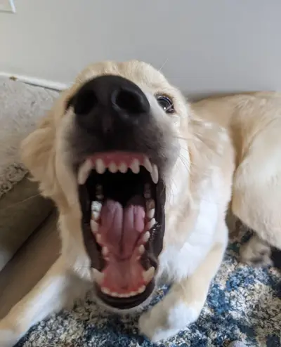 Psycho