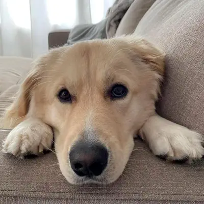 Rdy4 Boops