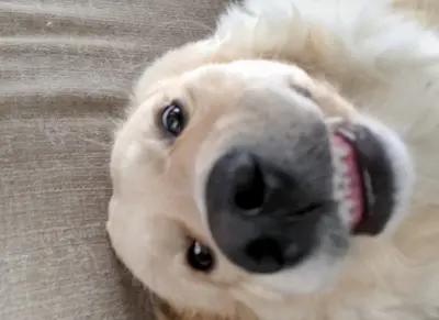 Ready4 Boops