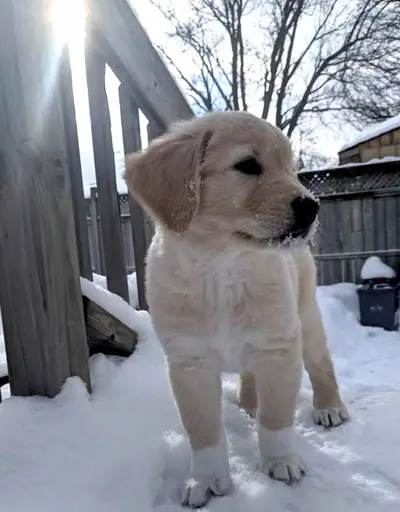 Regal