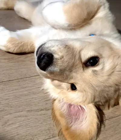 Rollover