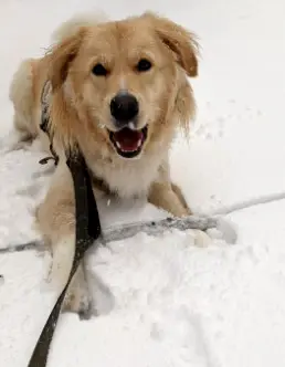 Snowleash