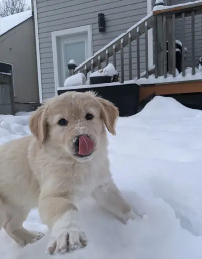 Snowlick