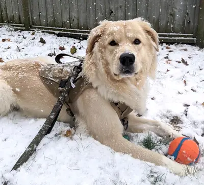 Snowstorm 1