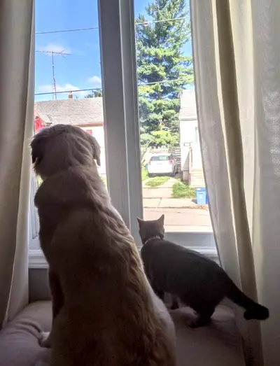 Window