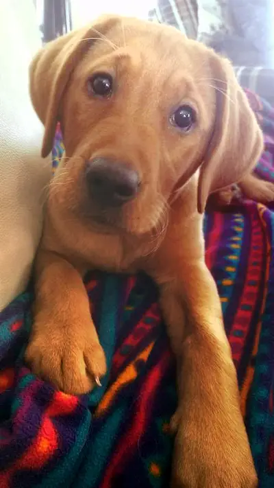 Puppyeyes