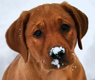 Snownose