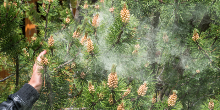 Tree Pollen Allergy