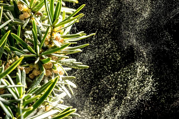 Pollen count and seasonal allergy