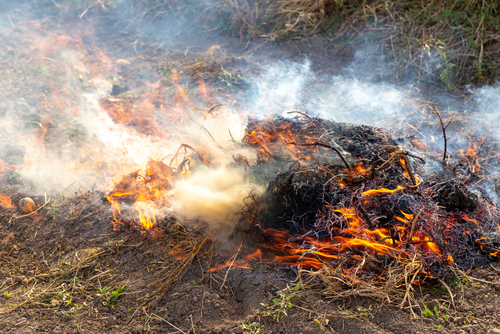 Slash and Burn Farming