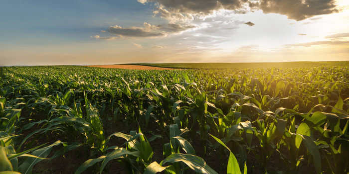 COP27 Climate Conference Agriculture Initiatives